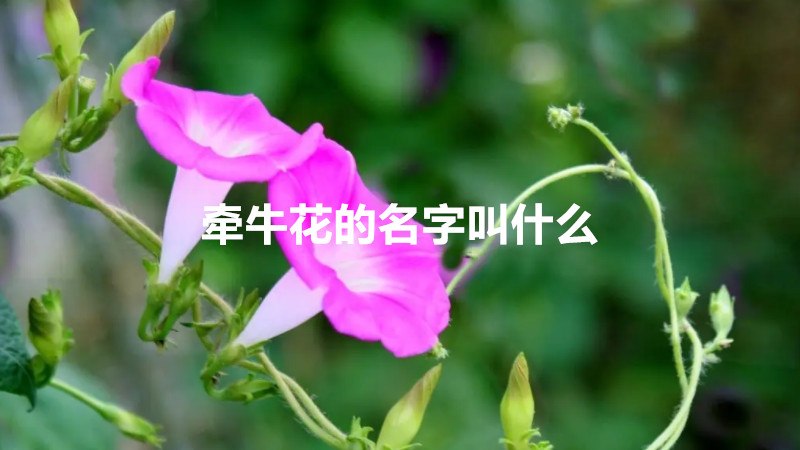 牵牛花的名字叫什么