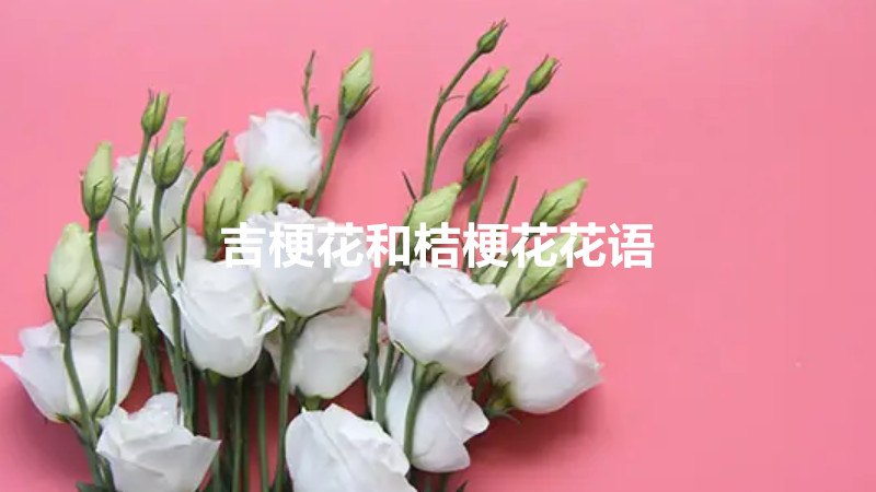 吉梗花和桔梗花花语