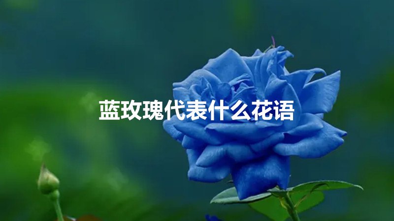 蓝玫瑰代表什么花语