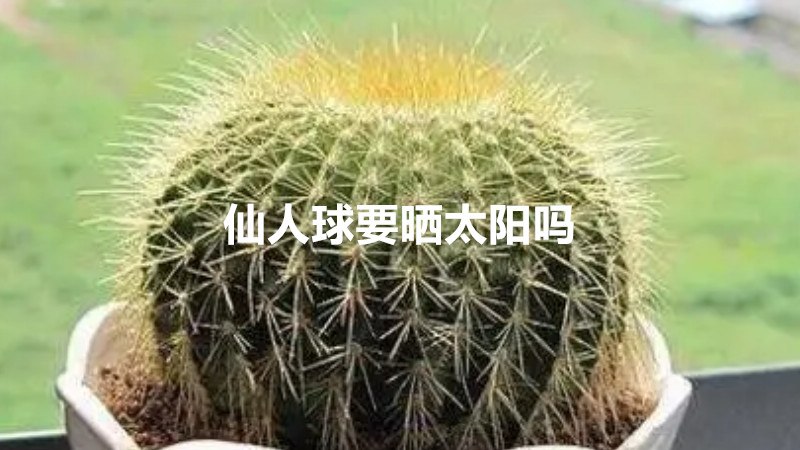 仙人球要晒太阳吗