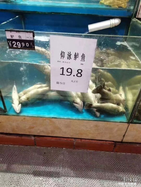 仰泳鲈鱼是什么梗 鲈鱼仰泳是怎么回事 仰泳鲈鱼是真的吗