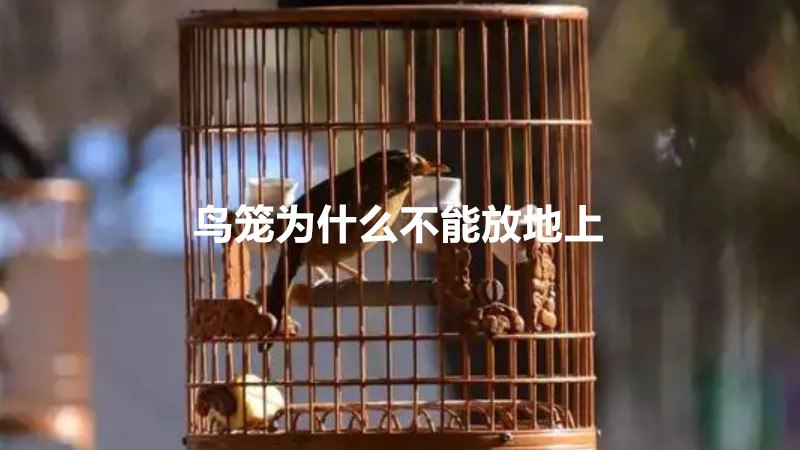 鸟笼为什么不能放地上