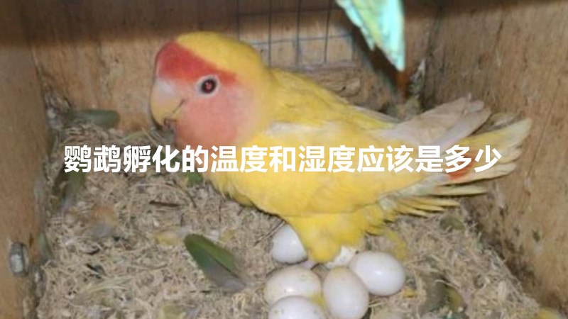 鹦鹉孵化的温度和湿度应该是多少