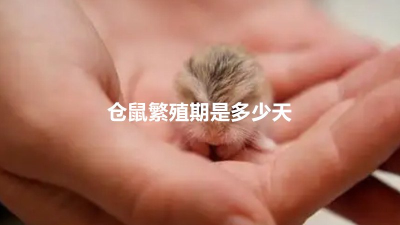 仓鼠繁殖期是多少天