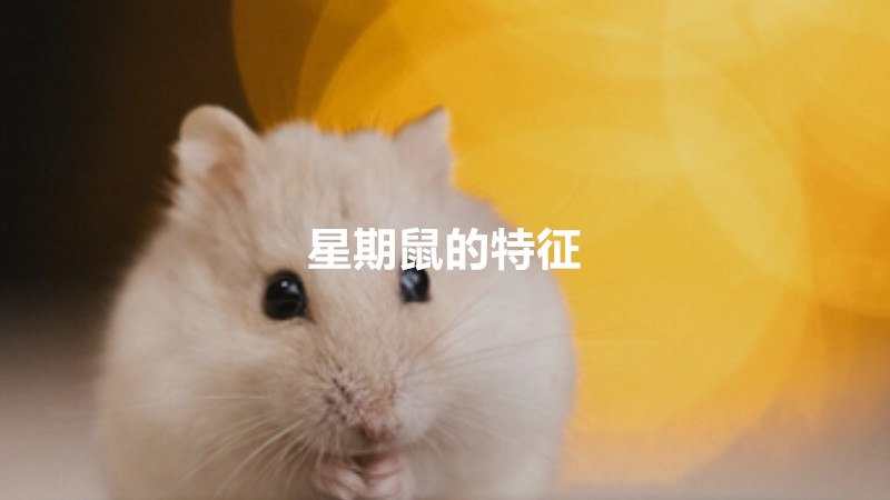 星期鼠的特征