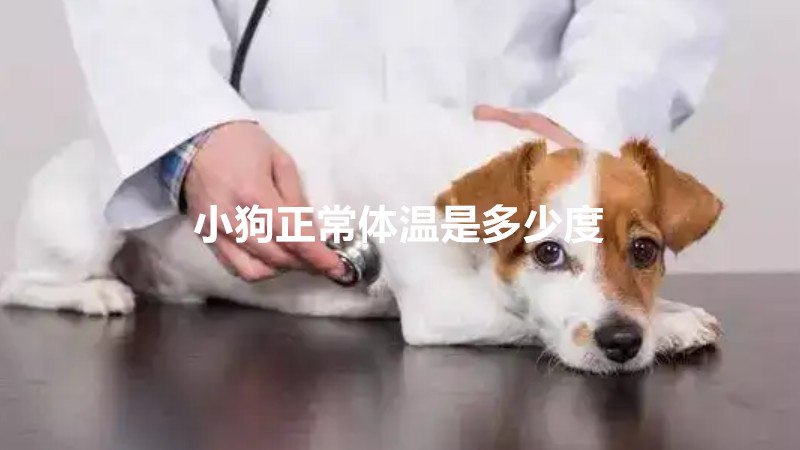 小狗正常体温是多少度