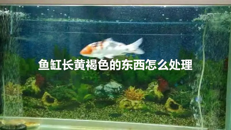 鱼缸长黄褐色的东西怎么处理