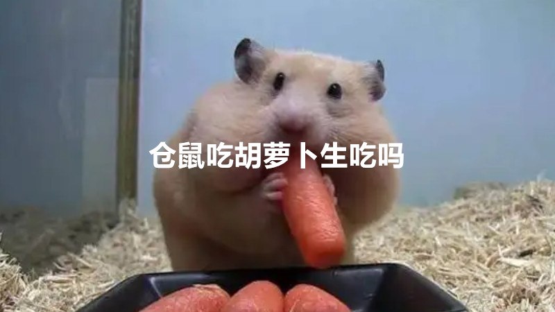 仓鼠吃胡萝卜生吃吗