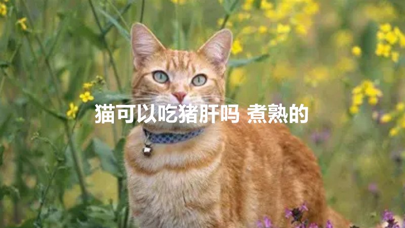 猫可以吃猪肝吗 煮熟的