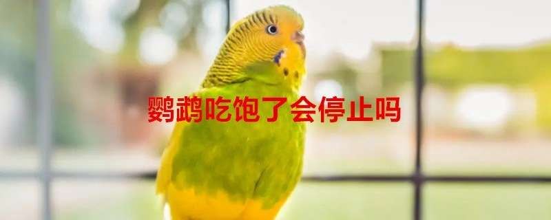 鹦鹉吃饱了会停止吗