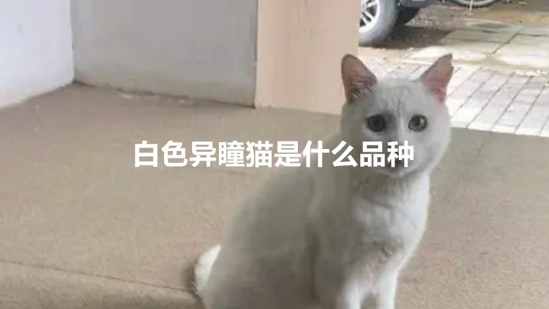 白色异瞳猫是什么品种