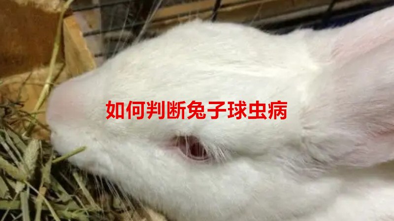 如何判断兔子球虫病