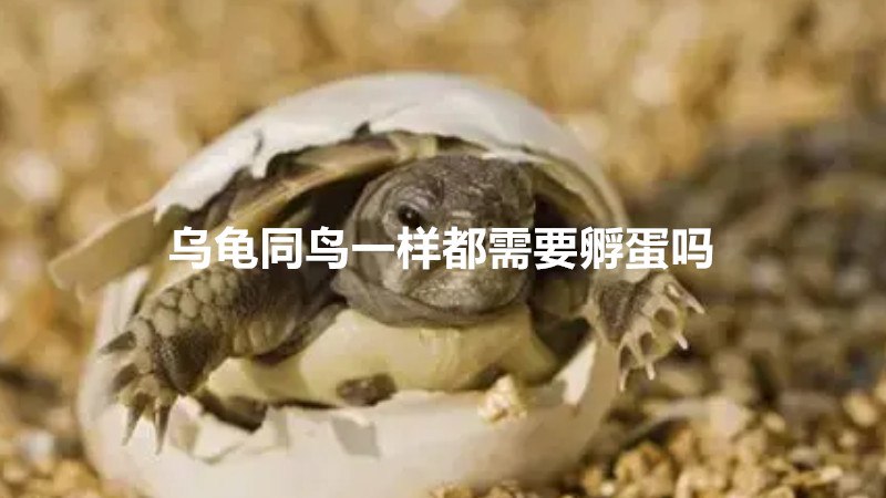 乌龟同鸟一样都需要孵蛋吗