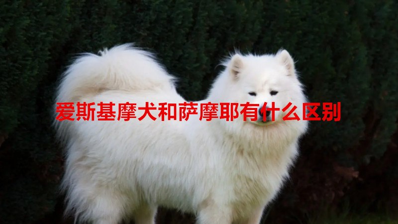 爱斯基摩犬和萨摩耶有什么区别