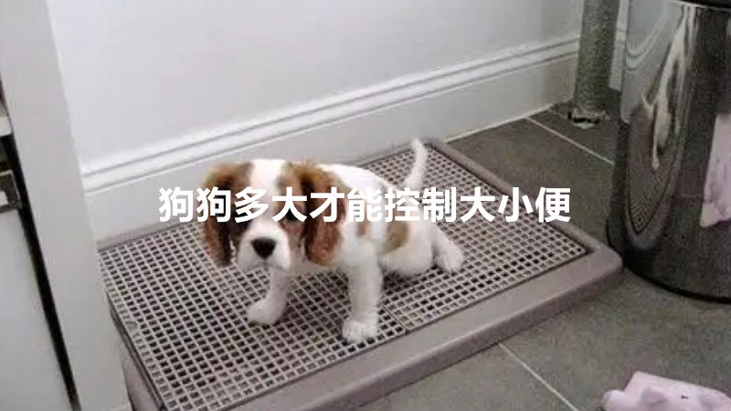 狗狗多大才能控制大小便