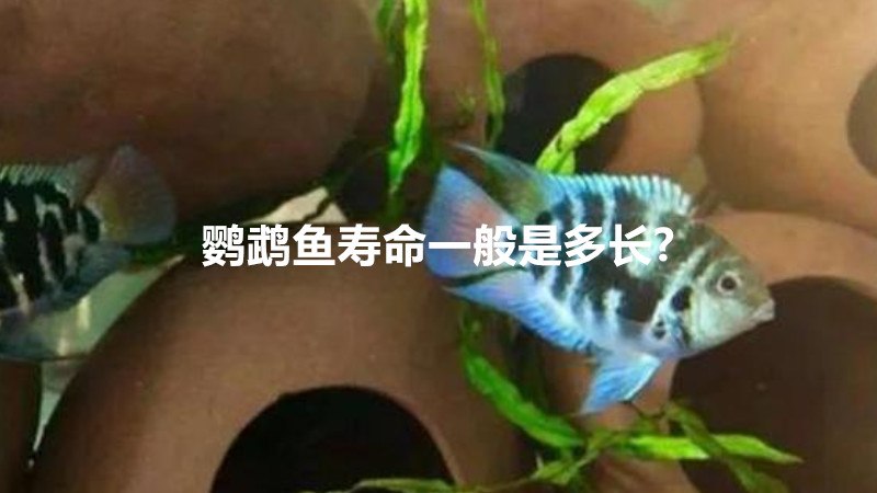 鹦鹉鱼寿命一般是多长?