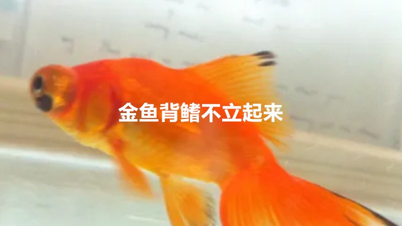 金鱼背鳍不立起来什么原因