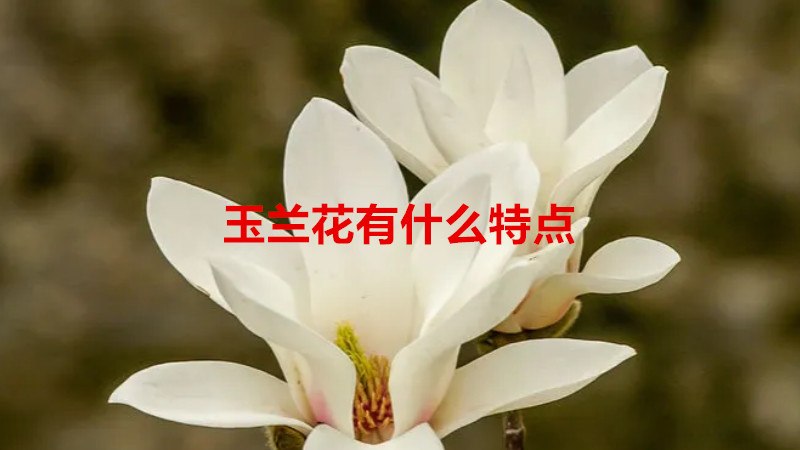 玉兰花有什么特点