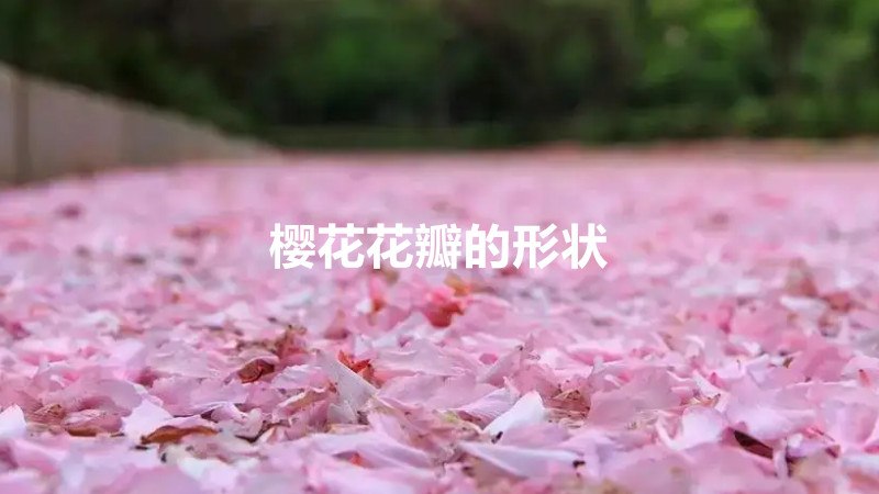 樱花花瓣的形状