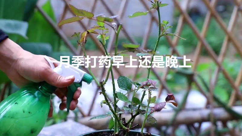 月季打药早上还是晚上