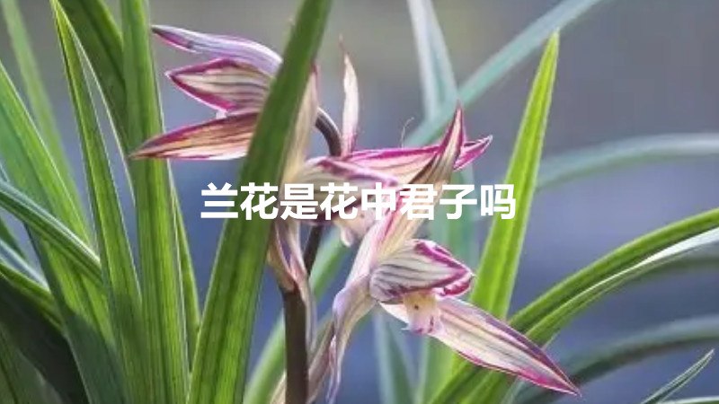 兰花是花中君子吗