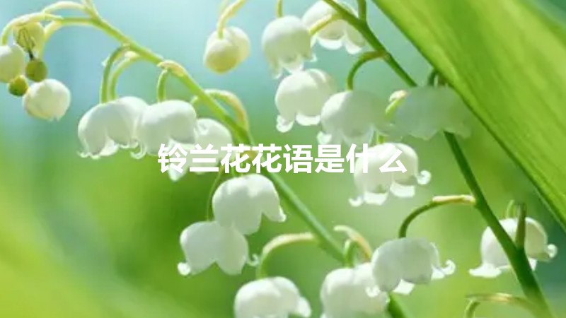 铃兰花花语是什么