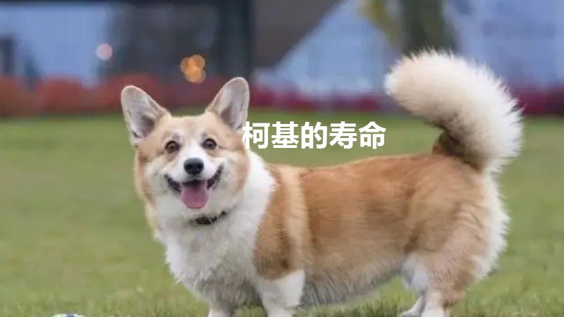 柯基的寿命