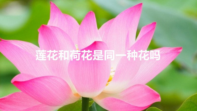 莲花和荷花是同一种花吗