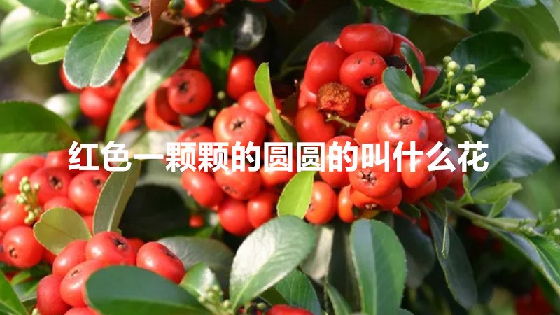红色一颗颗的圆圆的叫什么花