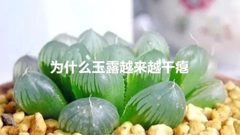 为什么玉露越来越干瘪