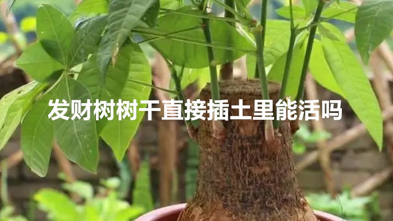 发财树树干直接插土里能活吗