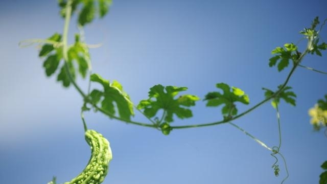 夏季应该如何养生 三伏天吃什么更健康