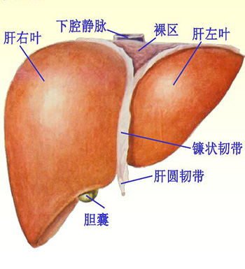 引起肝硬化的原因 预防肝硬化的保健按摩法