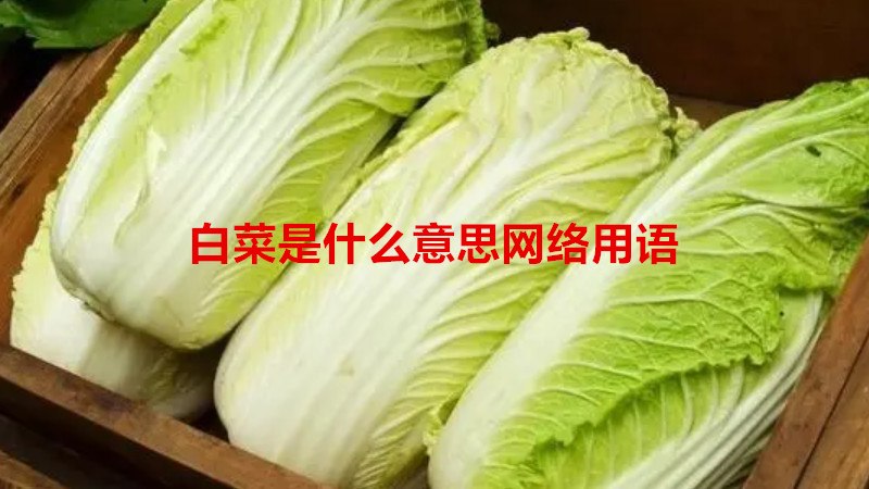 白菜是什么意思网络用语