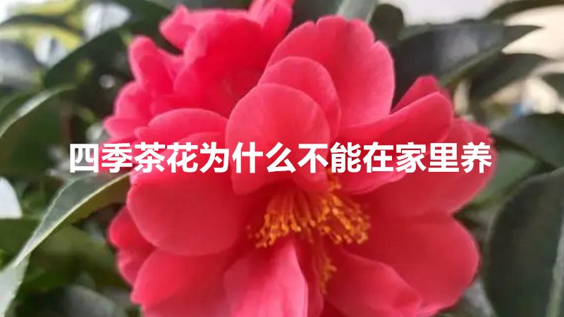 四季茶花为什么不能在家里养