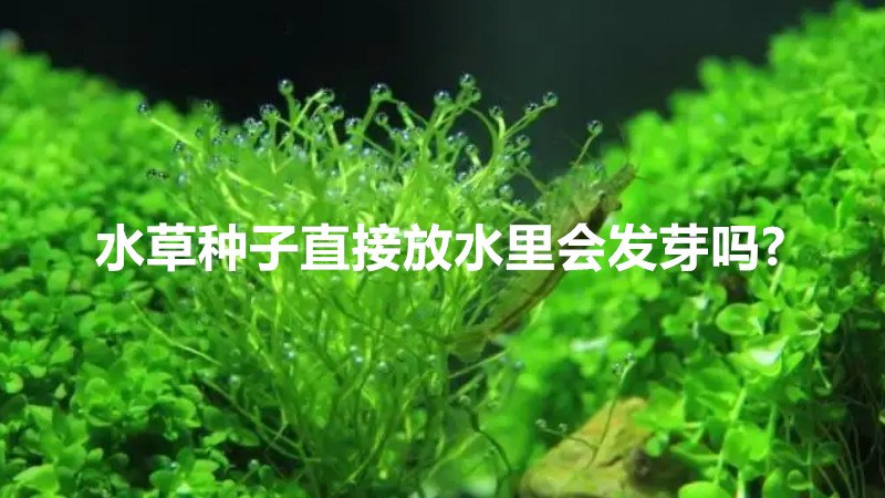 水草种子直接放水里会发芽吗?