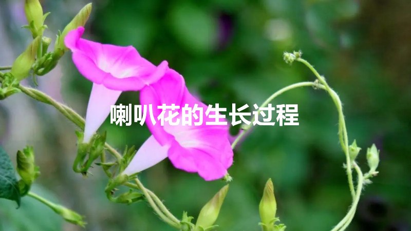 喇叭花的生长过程