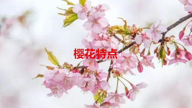 樱花特点有什么