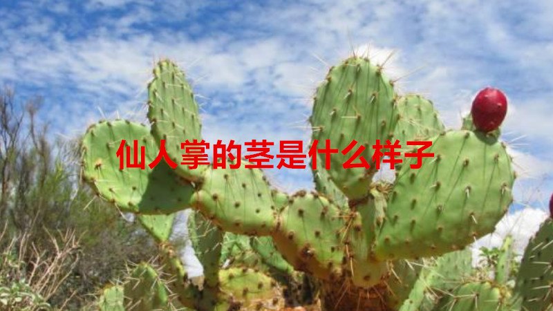 仙人掌的茎是什么样子