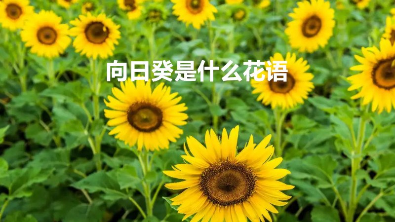 向日葵是什么花语