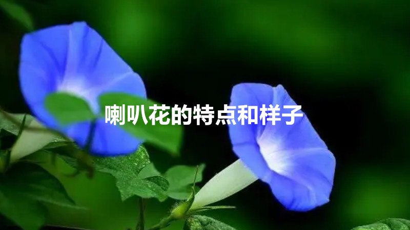 喇叭花的特点和样子