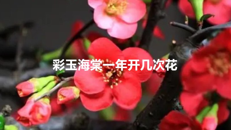 彩玉海棠一年开几次花