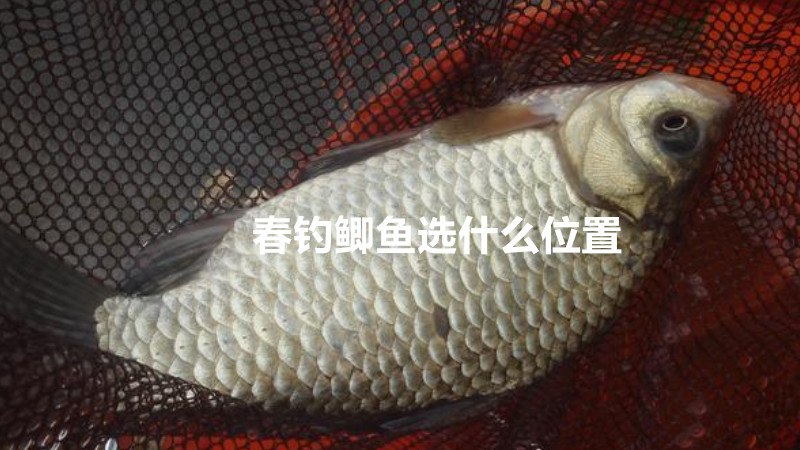 春钓鲫鱼选什么位置