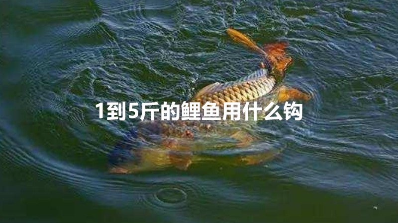 1到5斤的鲤鱼用什么钩