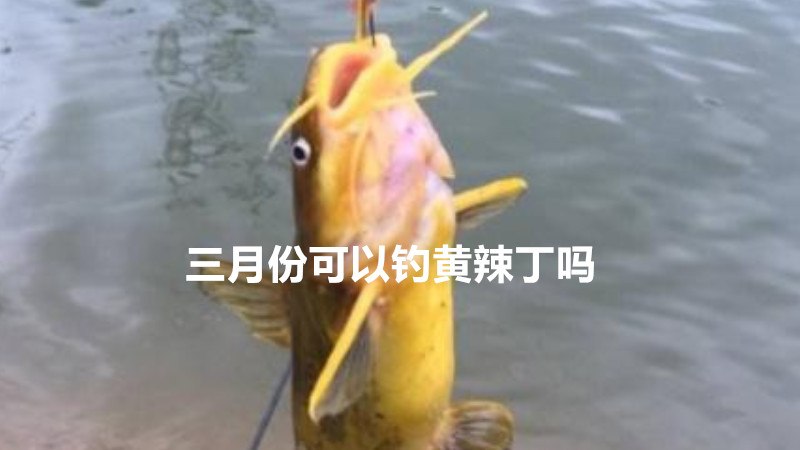 三月份可以钓黄辣丁吗