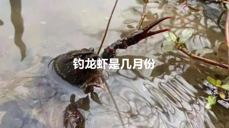 钓龙虾是几月份