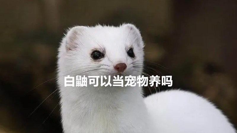 白鼬可以当宠物养吗