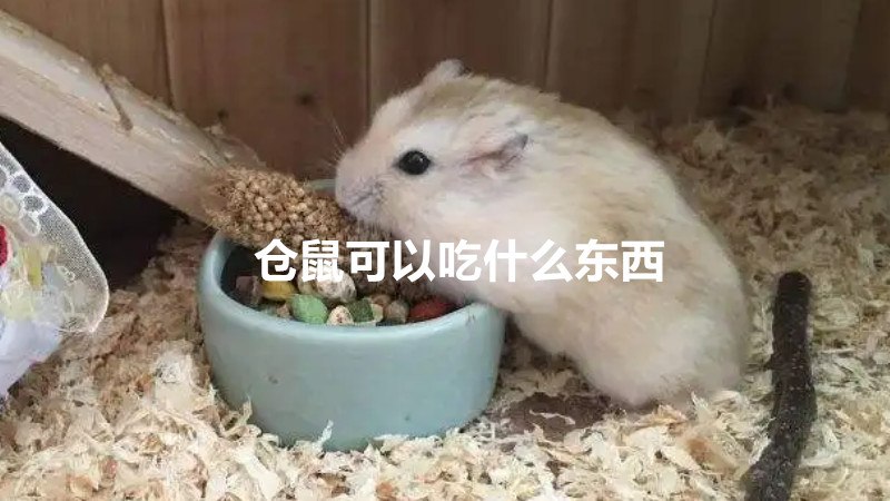 仓鼠可以吃什么东西