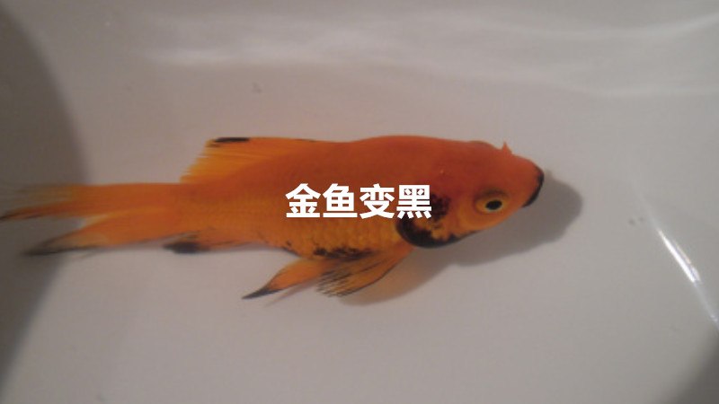 金鱼变黑是怎么回事,该怎么办