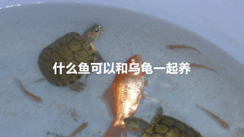 什么鱼可以和乌龟一起养